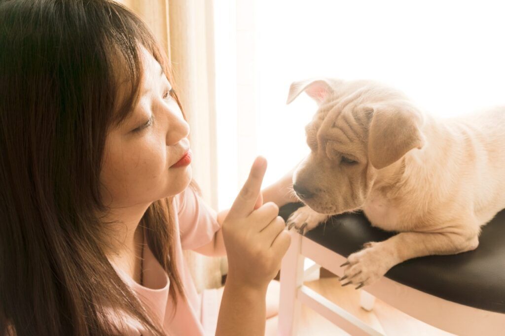Imagem ilustrativa do texto "Como adestrar cachorro filhote? Confira sete dicas de quem ama pets!" para o blog da Bondu.
