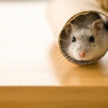 Rato Twister: Você já conhece o roedor mais fofo de todo o mundo?