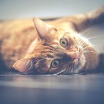 Adestramento de gatos: Quais são os truques que podemos ensinar?