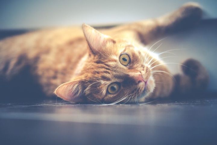 Adestramento de gatos: Quais são os truques que podemos ensinar?