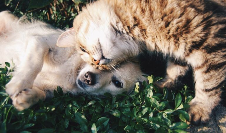 Foto ilustrativa do post sobre alergias mais comuns em gatos e cachorros. Na foto, um cachorro e um gato birncado.
