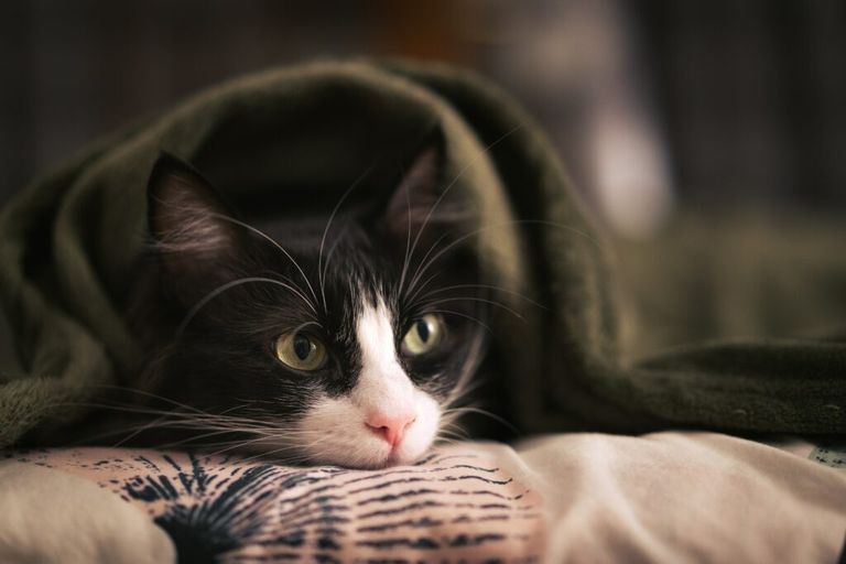 Foto ilustrativa para o texto de cuidado com pets nos dias de frio. Na foto, um gato deitado embaixo de uma coberta verde.