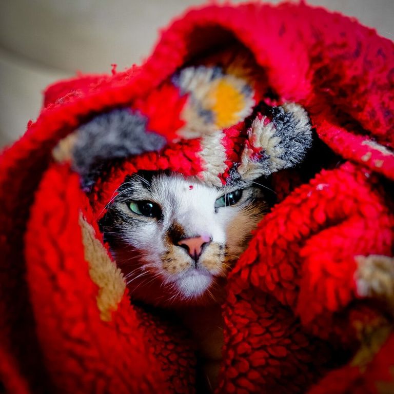 Foto ilustrativa para o texto de cuidado com pets nos dias de frio. Na foto, um gato enrolado em uma coberta vermelha.